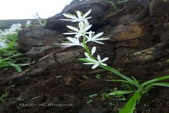 Chlorophytum borivilianum